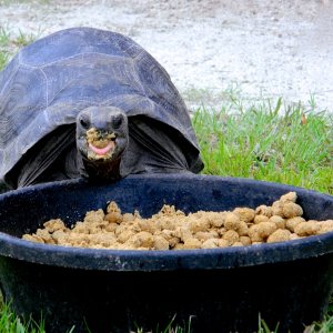 ALDABRA BREEDER