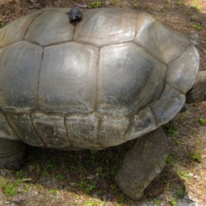 ALDABRA BREEDER