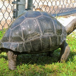 ALDABRA BREEDER