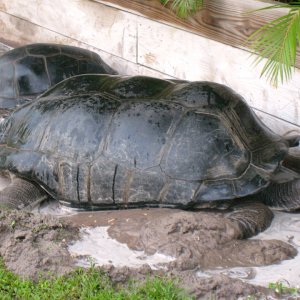 ALDABRA BREEDER