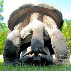 ALDABRA BREEDER