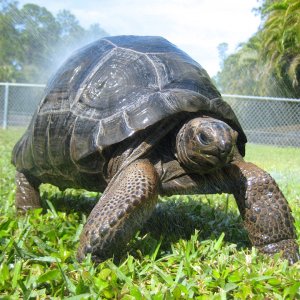 ALDABRA BREEDER