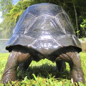 ALDABRA BREEDER