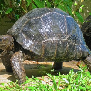 ALDABRA BREEDER