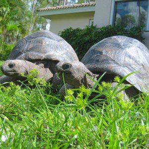 ALDABRA BREEDER