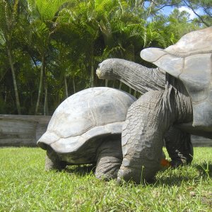 ALDABRA BREEDER