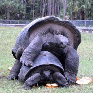 ALDABRA BREEDER