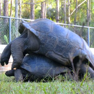 ALDABRA BREEDER