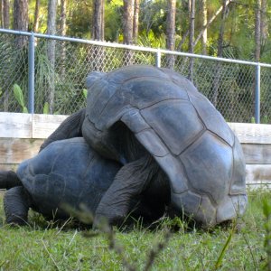 ALDABRA BREEDER