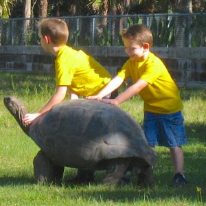 ALDABRA BREEDER