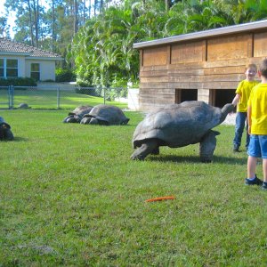 ALDABRA BREEDER