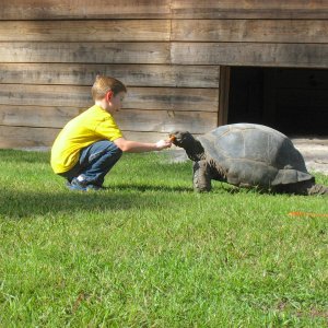 ALDABRA BREEDER