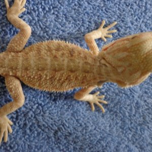 Hypo Citrus het Trans