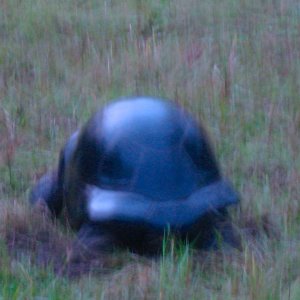 ALDABRA BREEDER