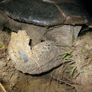 ALDABRA BREEDER