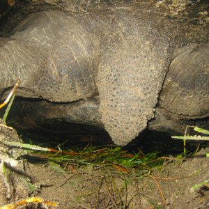 ALDABRA BREEDER