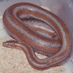 Morongo rosy Boas