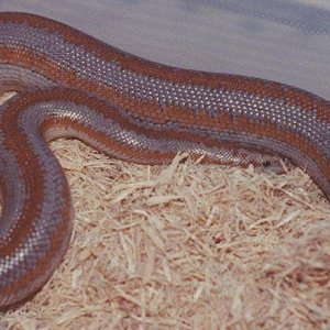 Morongo rosy Boas
