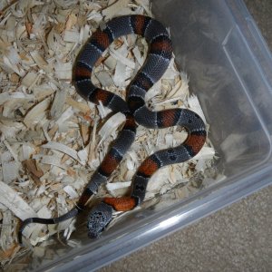 Morongo rosy Boas