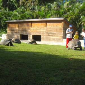 ALDABRA BREEDER