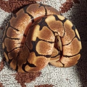 Khaleesi after shed