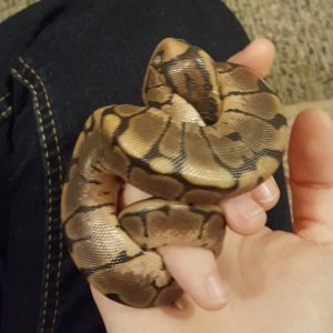 Khaleesi before shed