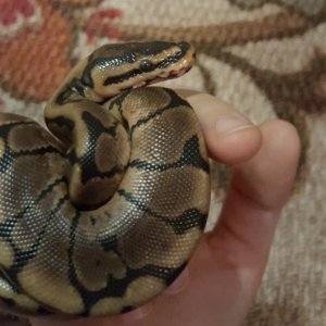 Khaleesi before shed