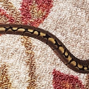 Khaleesi before shed