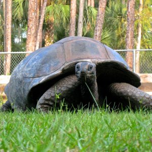 ALDABRA BREEDER