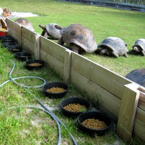 ALDABRA BREEDER