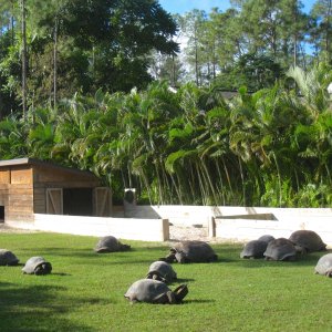 ALDABRA BREEDER