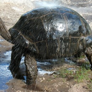ALDABRA BREEDER