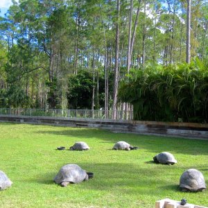 ALDABRA BREEDER
