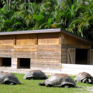 ALDABRA BREEDER