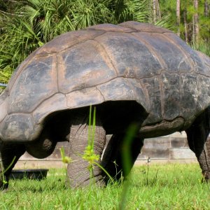 ALDABRA BREEDER