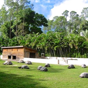 ALDABRA BREEDER