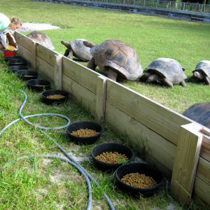 ALDABRA BREEDER
