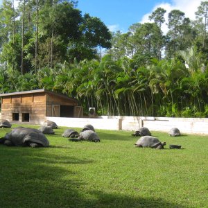ALDABRA BREEDER