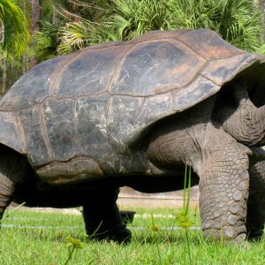 ALDABRA BREEDER
