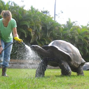 ALDABRA BREEDER