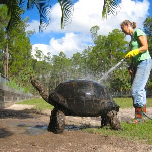 ALDABRA BREEDER