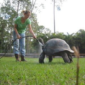 ALDABRA BREEDER