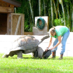ALDABRA BREEDER