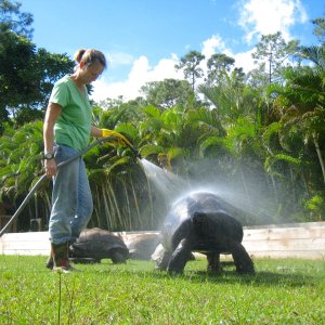 ALDABRA BREEDER