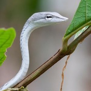 Long Nose Asian Vine Snake