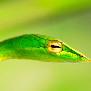Long Nose Asian Vine Snake