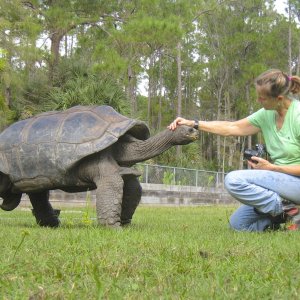 ALDABRA BREEDER