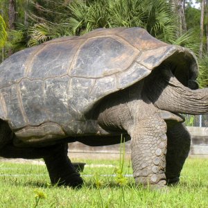 ALDABRA BREEDER