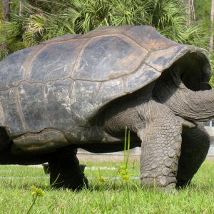 ALDABRA BREEDER