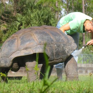ALDABRA BREEDER